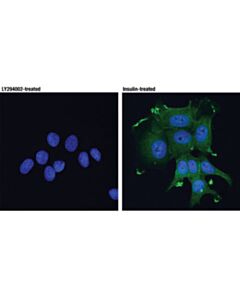 Cell Signaling Phospho-Akt (Thr308) (D25e6) Xp Rabbit mAb (Alexa Fluor 488 Conjugate)