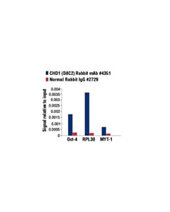 Cell Signaling Chd1 (D8c2) Rabbit mAb