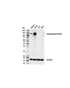 Cell Signaling Ace2 Antibody