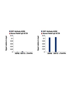 Cell Signaling Hsf1 Antibody