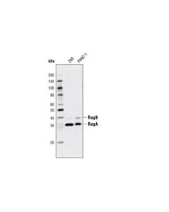 Cell Signaling Raga (D8b5) Rabbit mAb