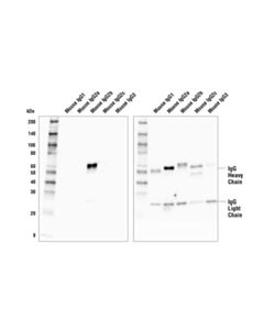 Cell Signaling Goat Anti-Mouse Igg2b, Fc Gamma Specific Antibody (Hrp Conjugate)