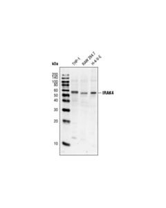 Cell Signaling Irak4 Antibody