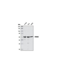 Cell Signaling Irak2 Antibody