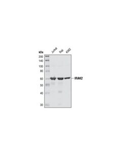 Cell Signaling Irak2 Antibody