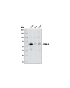 Cell Signaling Irak-M Antibody