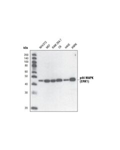 Cell Signaling P44 Map Kinase (Erk1) Antibody