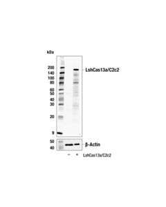 Cell Signaling LshCas13a/C2c2 ( Leptotrichia shahii ) (7D1-H7) Mouse mAb