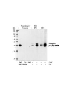 Cell Signaling Phospho-P44/42 Mapk (Erk1/2) (Thr202/Tyr204) (20g11) Rabbit mAb