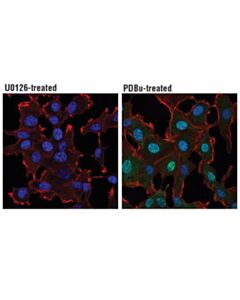 Cell Signaling Phospho-P44/42 Mapk (Erk1/2) (Thr202/Tyr204) (197g2) Rabbit mAb