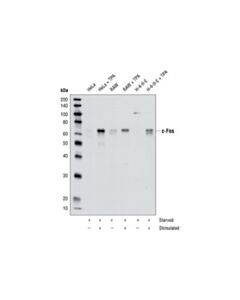 Cell Signaling C-Fos Antibody