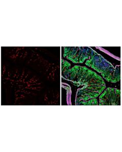 Cell Signaling Cd206/Mrc1 (E6t5j) Xp® Rabbit mAb (Alexa Fluor® 647 Conjugate)