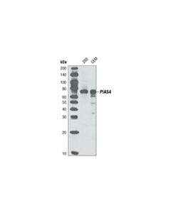 Cell Signaling Pias4 (D2f12) Rabbit mAb