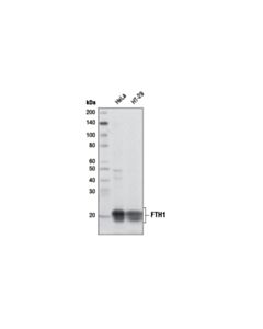 Cell Signaling FTH1 (D1D4) Rabbit mAb