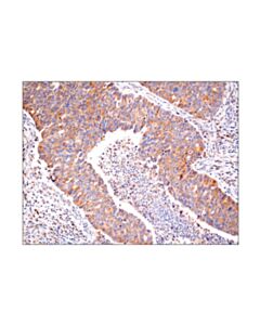 Cell Signaling Nf-Kappab2 P100/P52 (18d10) Rabbit mAb (BSA And Azide Free)