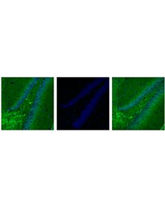 Cell Signaling Phospho-Tau (Thr205) (E7d3e) Rabbit mAb (Alexa Fluor 488 Conjugate)