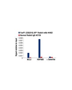 Cell Signaling Foxp1 (D35d10) Xp Rabbit mAb