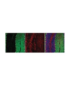 Cell Signaling Anti-Mouse Igg (H+L), F(Ab) 2 Fragment (Alexa Fluor 488 Conjugate)