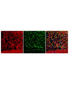 Cell Signaling Anti-Mouse Igg (H+L), F(Ab) 2 Fragment (Alexa Fluor 555 Conjugate)