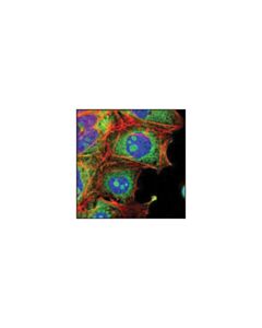 Cell Signaling Anti-Rabbit Igg (H+L), F(Ab) 2 Fragment (Alexa Fluor 488 Conjugate)