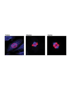 Cell Signaling Anti-Rabbit Igg (H+L), F(Ab) 2 Fragment (Alexa Fluor 647 Conjugate)