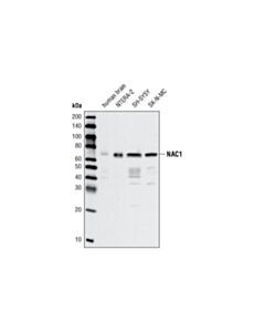 Cell Signaling Nac1 Antibody (Human Preferred)
