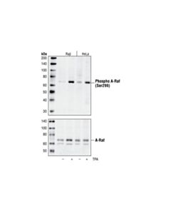 Cell Signaling Phospho-A-Raf (Ser299) Antibody