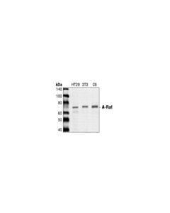 Cell Signaling A-Raf Antibody