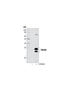 Cell Signaling Tweak Antibody