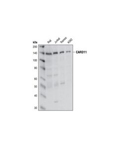 Cell Signaling Card11 Antibody