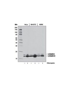Cell Signaling Autophagy Antibody Sampler Kit