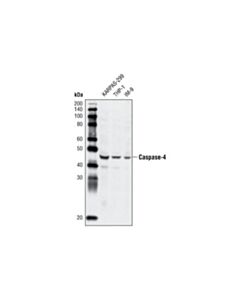 Cell Signaling Caspase-4 Antibody