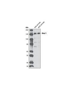 Cell Signaling Nna1 Antibody