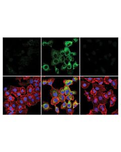 Cell Signaling Phospho-Rip (Ser166) (D8i3a) Rabbit mAb