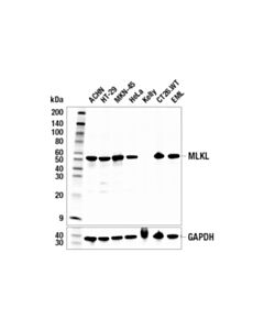Cell Signaling MLKL (E7V4W) Mouse mAb (BSA and Azide Free) 100 ug