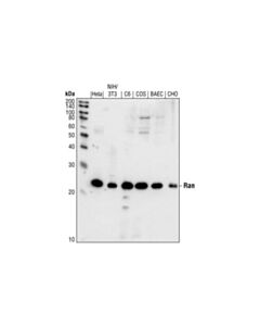 Cell Signaling Ran Antibody