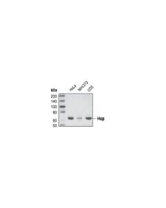 Cell Signaling Hop Antibody