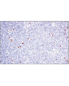 Cell Signaling Xcr1 (D2f8t) Rabbit mAb