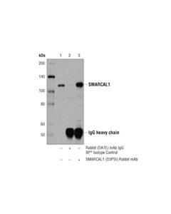 Cell Signaling Smarcal1 (D3p5i) Rabbit mAb