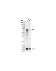 Cell Signaling Lag3 (D2g4o) Xp Rabbit mAb (Biotinylated)