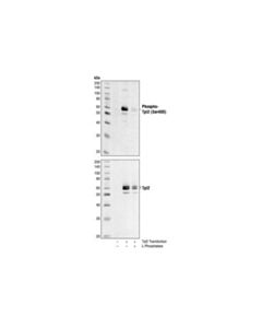 Cell Signaling Phospho-Tpl2 (Ser400) Antibody