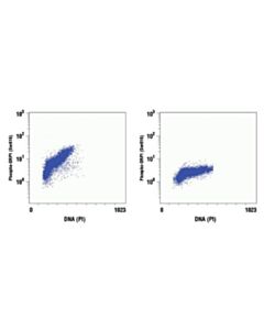 Cell Signaling Phospho-Drp1 (Ser616) (D9a1) Rabbit mAb