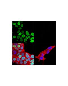 Cell Signaling Foxa1/Hnf3alpha (E7e8w) Rabbit mAb (Alexa Fluor 488 Conjugate)