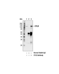 Cell Signaling Cyld Antibody