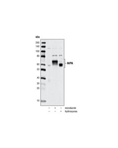 Cell Signaling Nipa Antibody