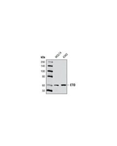 Cell Signaling Eto Antibody
