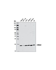 Cell Signaling Hmga2 (D1a7) Rabbit mAb (Bsa And Azide Free)