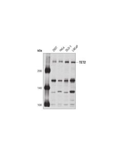 Cell Signaling Tet2 Antibody