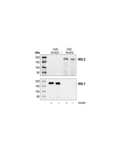 Cell Signaling Irs-2 Antibody