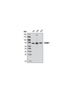 Cell Signaling IRAK1 (D51G7) Rabbit mAb 20 uL